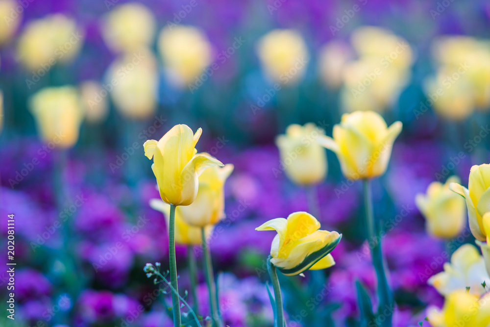 Yellow and purple spring tulip fiel