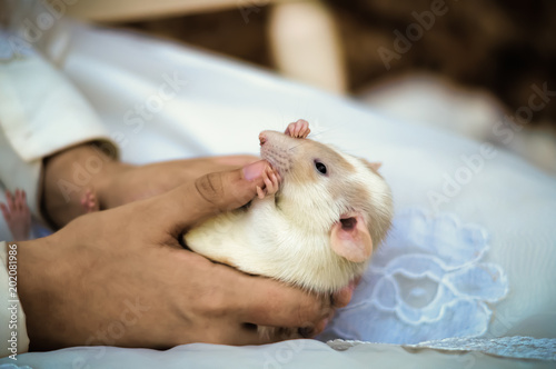 Rat in hand
