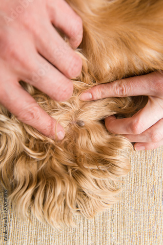 Fototapeta Naklejka Na Ścianę i Meble -  Big mite in dog fur close up