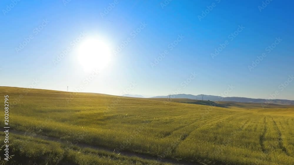 Driving along agriculture wheat field backlit by sunrise sun, cinematic shot Driving along agriculture wheat field backlit by sunrise sun, cinematic shot