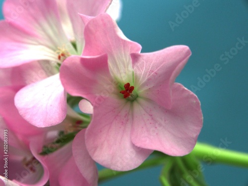 Fototapeta Naklejka Na Ścianę i Meble -  Buds of flowers geranium. The petals are pink. Houseplant.