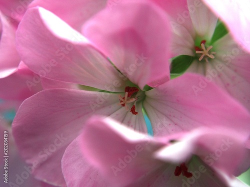 Fototapeta Naklejka Na Ścianę i Meble -  Buds of flowers geranium. The petals are pink. Houseplant.