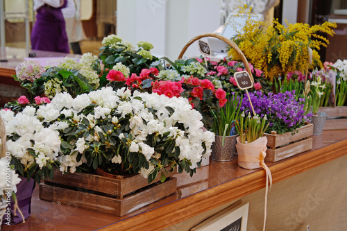 Different beautiful flowers in wooden boxes and flower pots at market