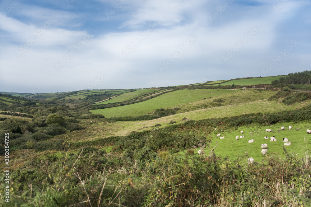 Irish sheep grazing
