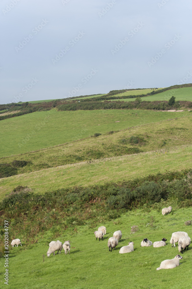 Irish sheep grazing