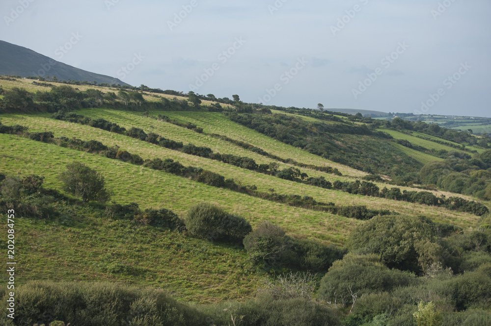 Obraz premium typical Irish landscape