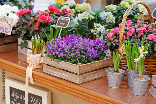 Different beautiful flowers in wooden boxes and flower pots at market