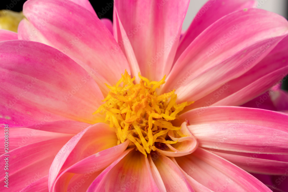 Close-up of a beautiful pink rose flower with detailed depiction of pollen