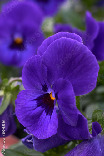 violet horned pansy © Freddy