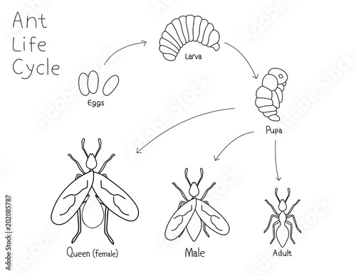 Simple drawing ant life cycle. Black and white vector illustration