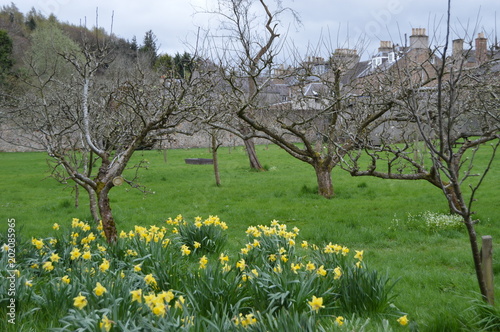 Ancient Orchard, Priorwood Gardens, Melrose photo