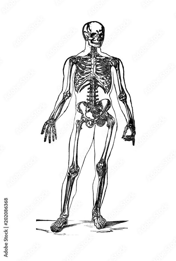 Human Skeleton Illustration Vintage Black and White drawing