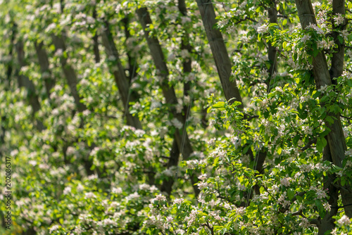 Obstblüten