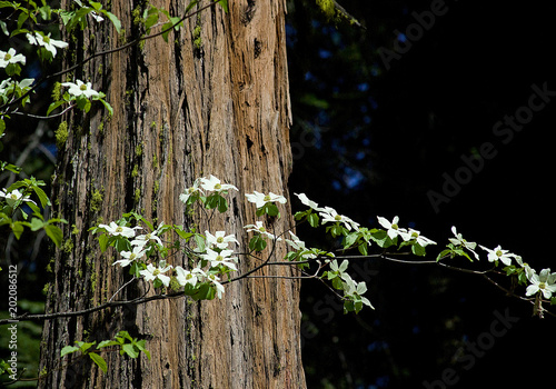 Dogwood flowers and giant incence cedar tree trunk, Calaveras County, California  photo