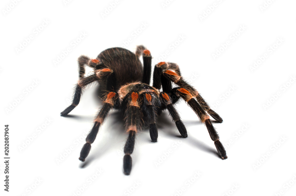 Brachypelma Auratum Brachypelma Auratum