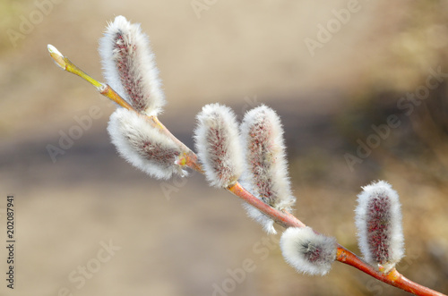 The furry buds of pussy willow.