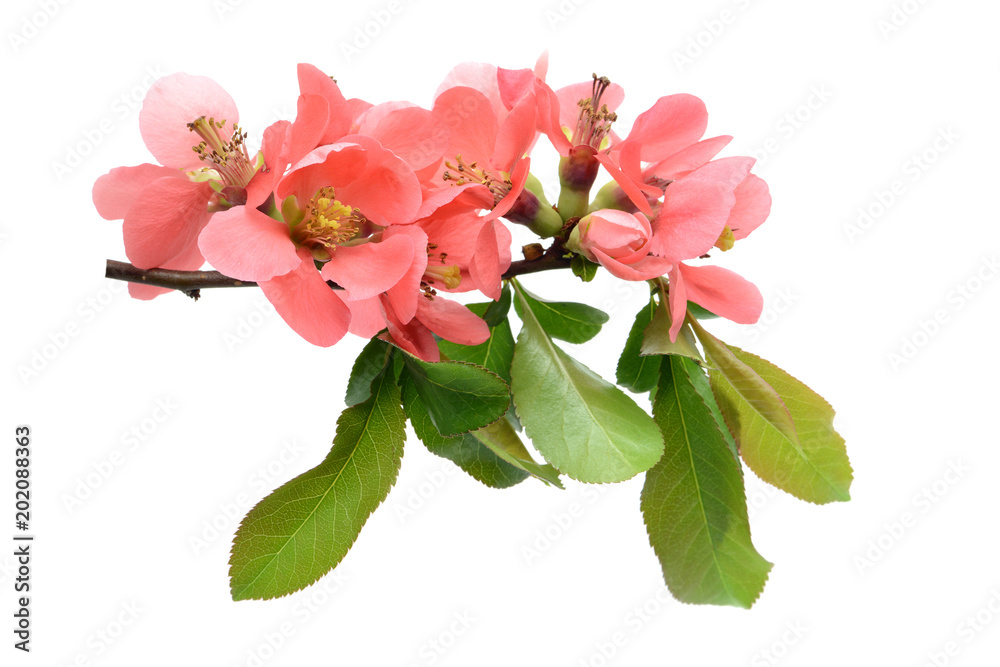 Obraz premium Chaenomeles in flower on white isolated background