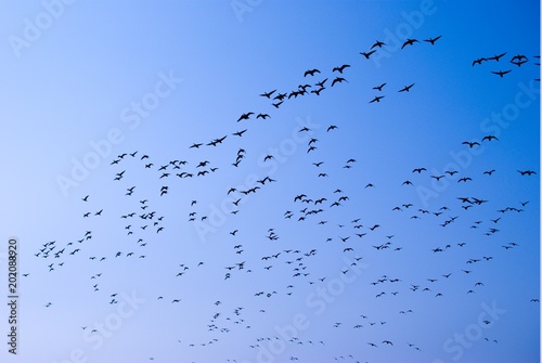 Zugvögel