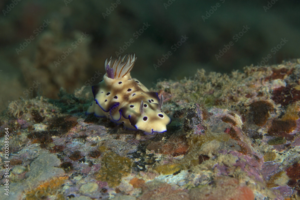 Nudibranch Hypselodoris tryoni. Picture was taken in the Banda sea, Ambon, West Papua, Indonesia Nudibranch Hypselodoris tryoni. Picture was taken in the Banda sea, Ambon, West Papua, Indonesia