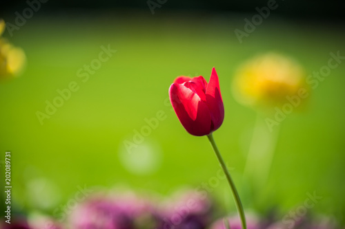 Red tulip alone in the green summer garden