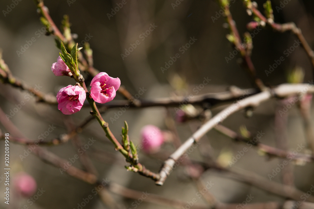 Peach Blossoms in Sun Peach Blossoms in Sun