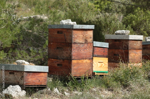 ruche d'abeilles photo