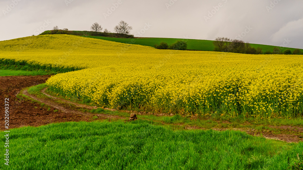 Fototapeta premium Primavera Valle Cardenas (La Rioja)