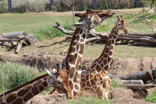 Three giraffes eating