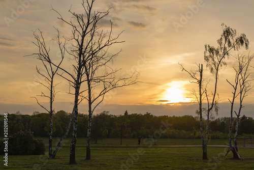 Schöner Sonnenuntergang mit Wolken und Birken, Baum Silhouetten im Sonnenuntergang photo