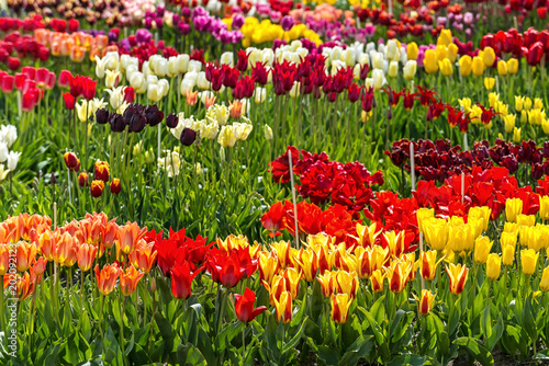 tulip field rows photo