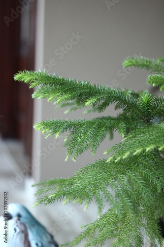 green little pine