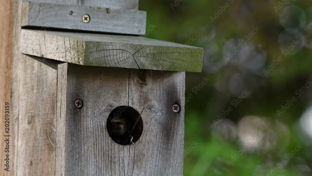 Close up of house wren feeding babies in a bird house Close up of house wren feeding babies in a bird house