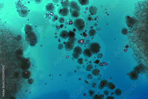 Fotografie Mold in a liquid background close. Development of microorganisms