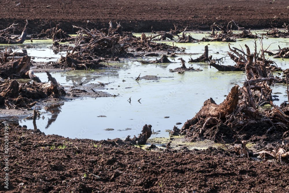 old tree roots in the water in a destroyed bog, peat extraction in Lower Saxony, Germany