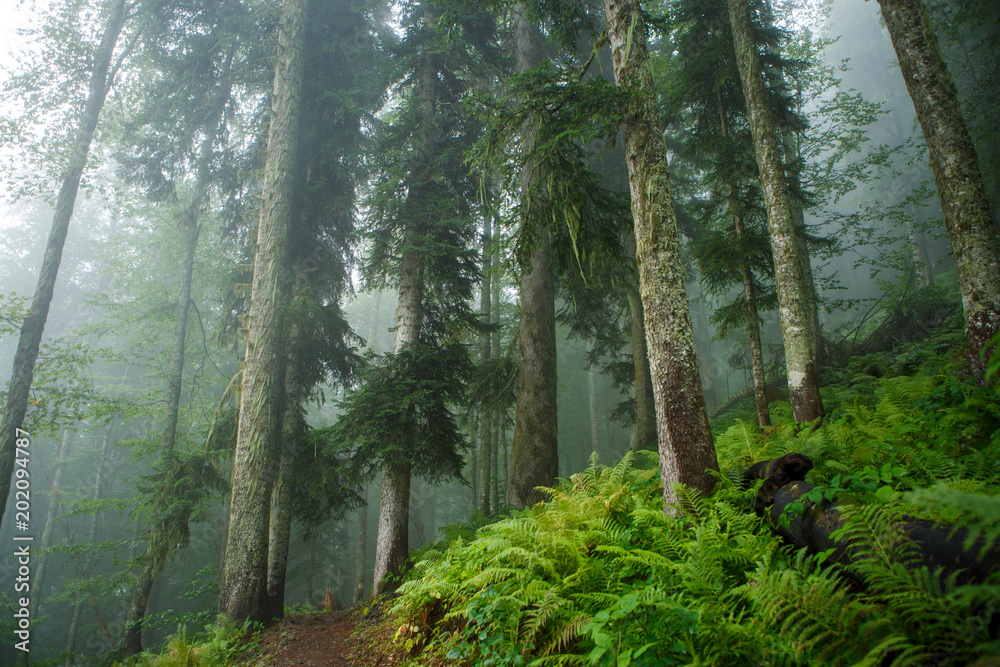 Fototapeta premium Picture of foggy forest with trees