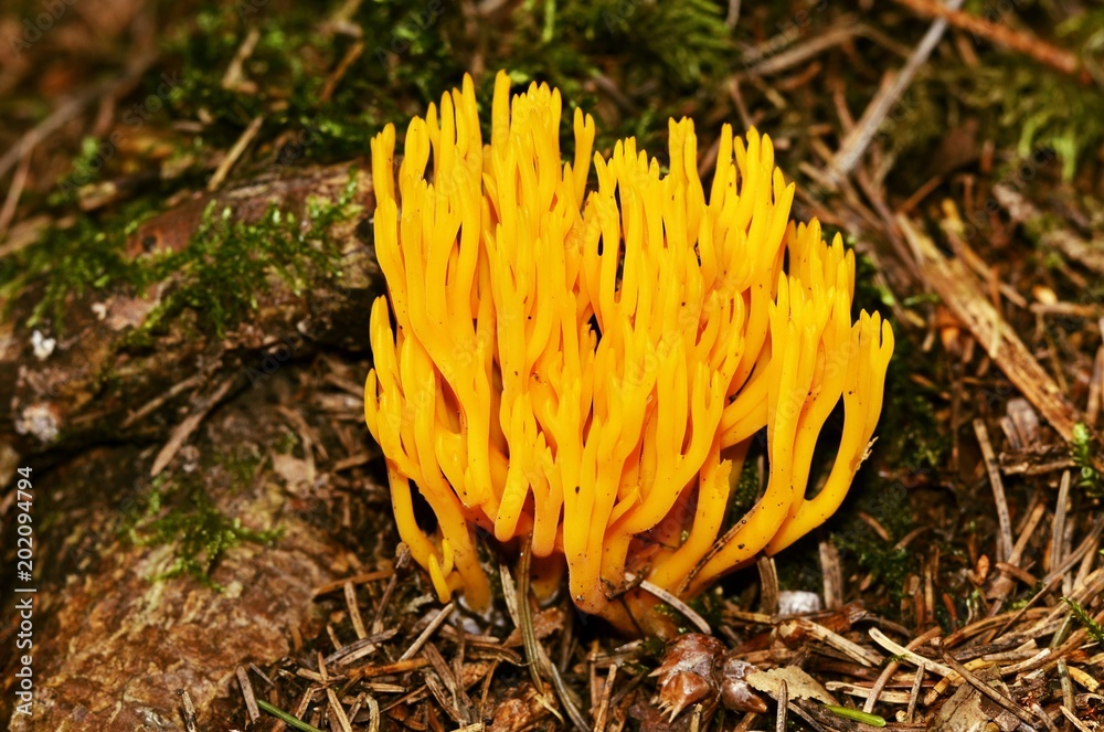 mushroom Ramaria fagetorum in moss mushroom Ramaria fagetorum in moss