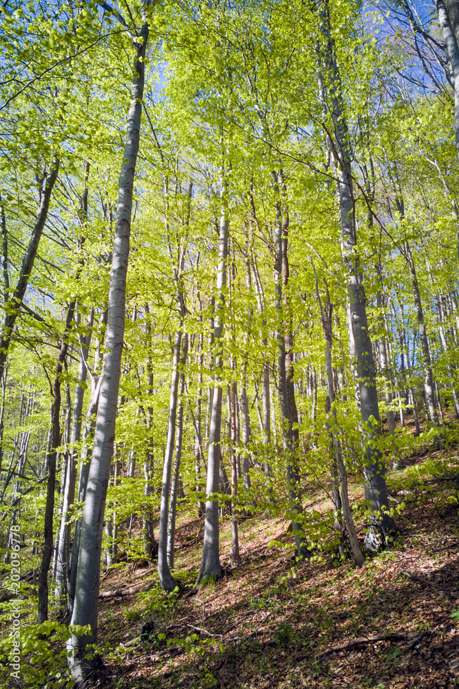 Fototapeta premium Oak Forest