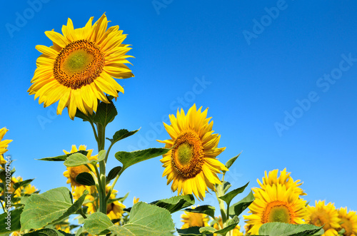 Young sunflowers bloom in field against a blue sky