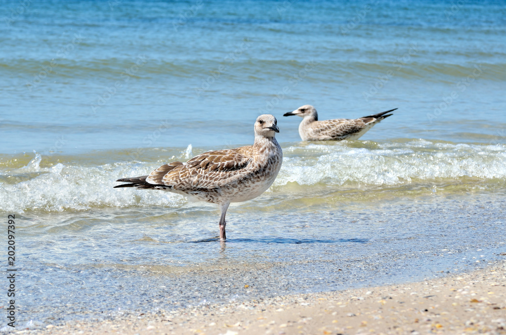 Large Black Sea seagulls in the natural habitat.