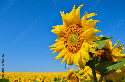 Fototapeta Naklejka Na Ścianę i Meble -  Young sunflowers bloom in field against a blue sky