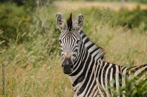 Stared at by a Zebra
