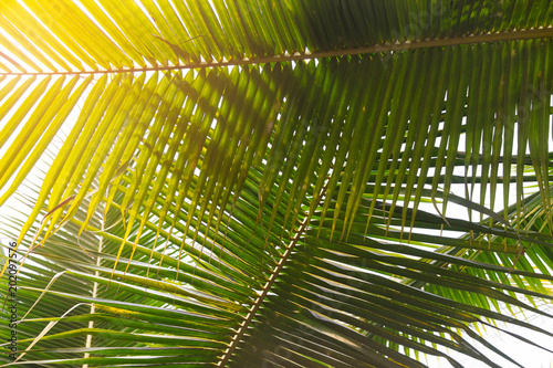 Coconut leaf nature background with sunlight 
