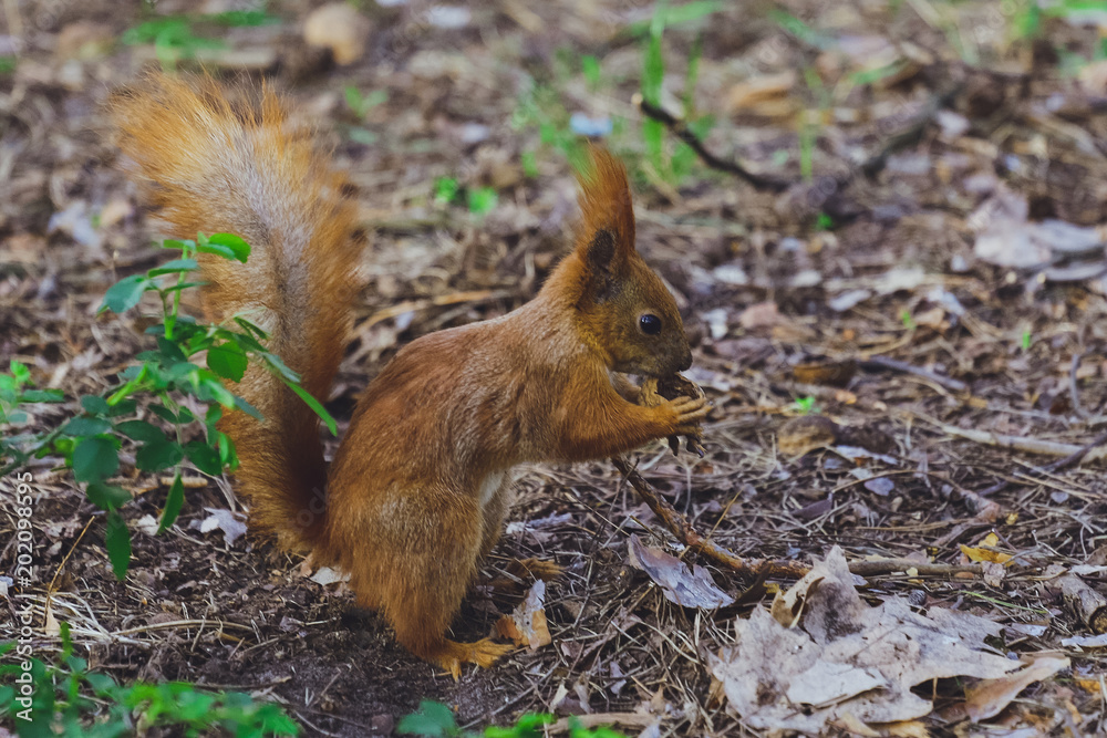 Squirrel gnaws, eats a nut in the forest