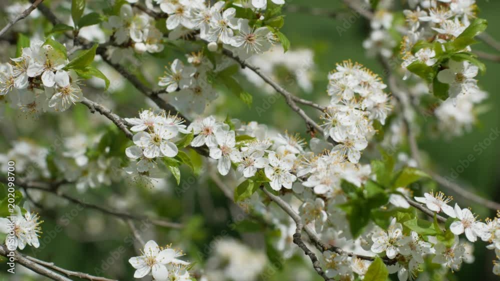 Flowers of wild cherry in spring Flowers of wild cherry in spring
