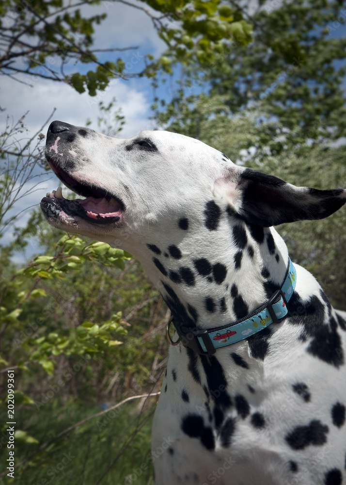 Dalmatian in the breeze