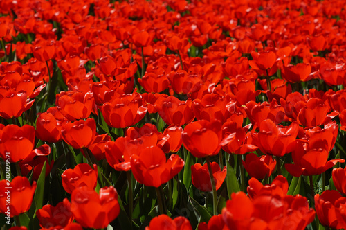 meadow of red tulips