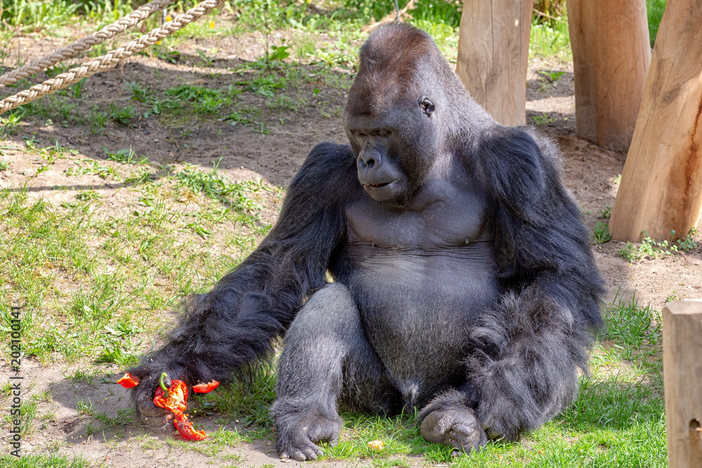 Silverback, male gorilla sitting on grass and crushing a capsicum with its hand.