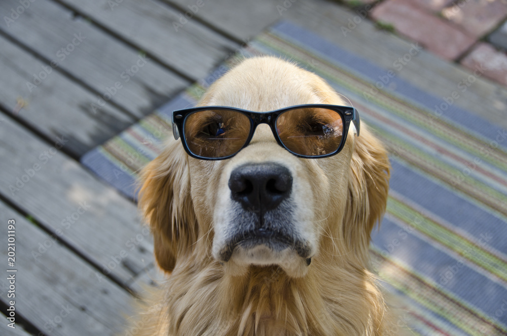 Golden Retriever Wearing Sunglasses foto de Stock Adobe Stock
