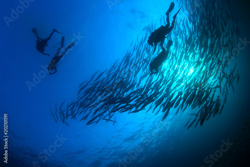 Scuba diving with school Barracuda fish 
