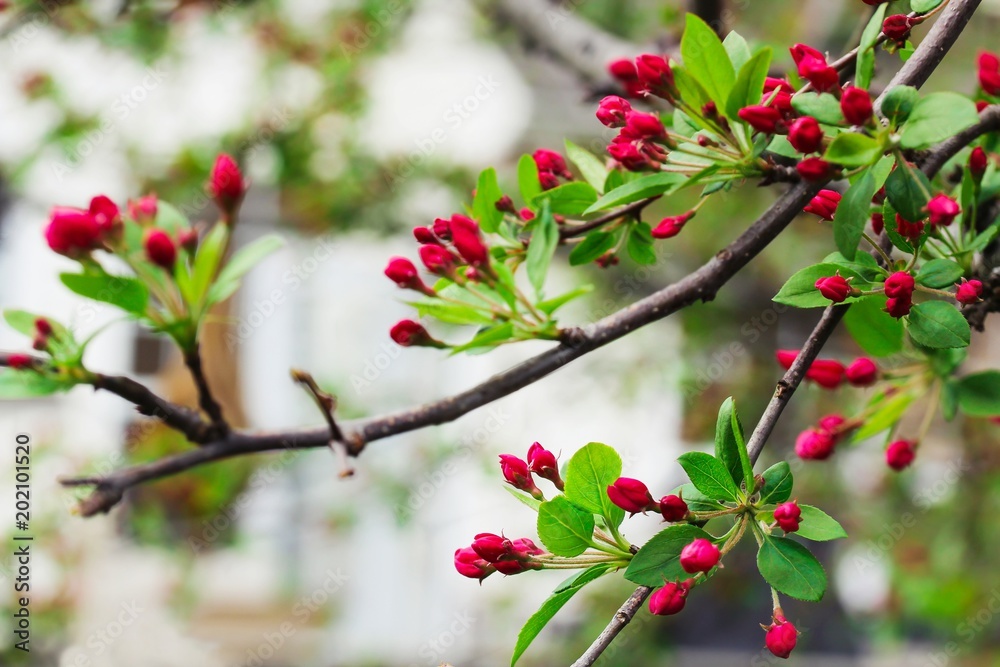 Apple Blossom red buds ready to bloom, selective focus